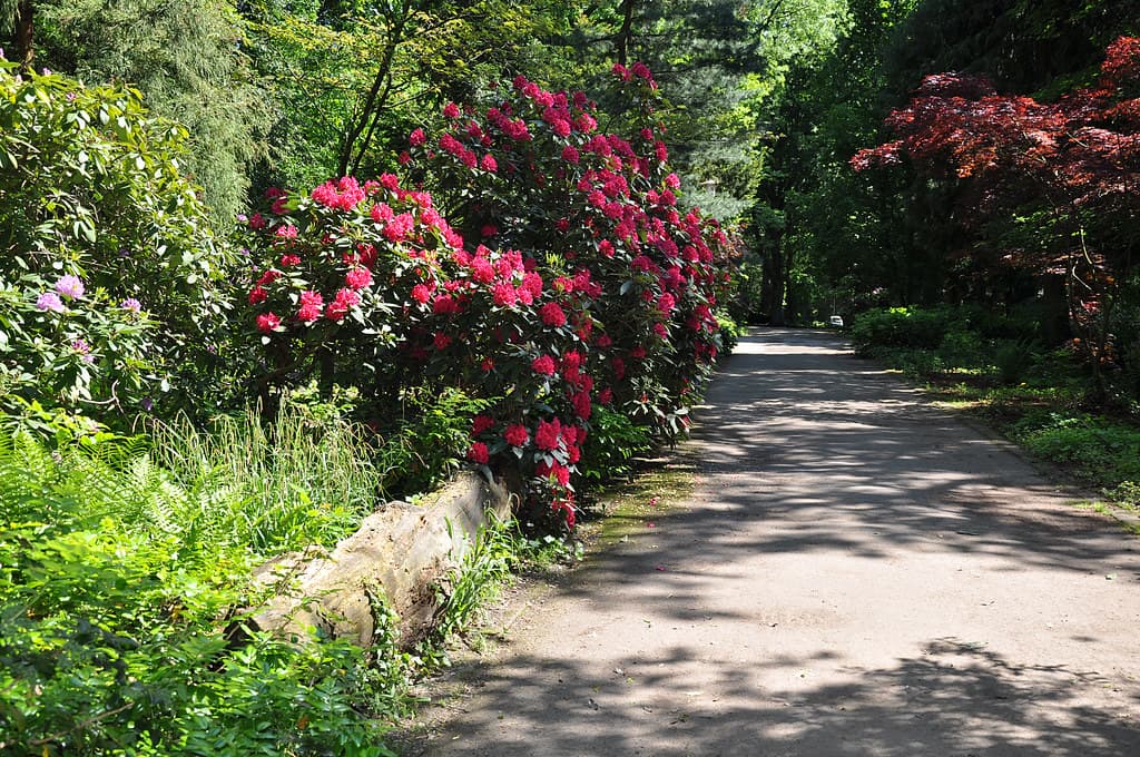 Bunter Garten