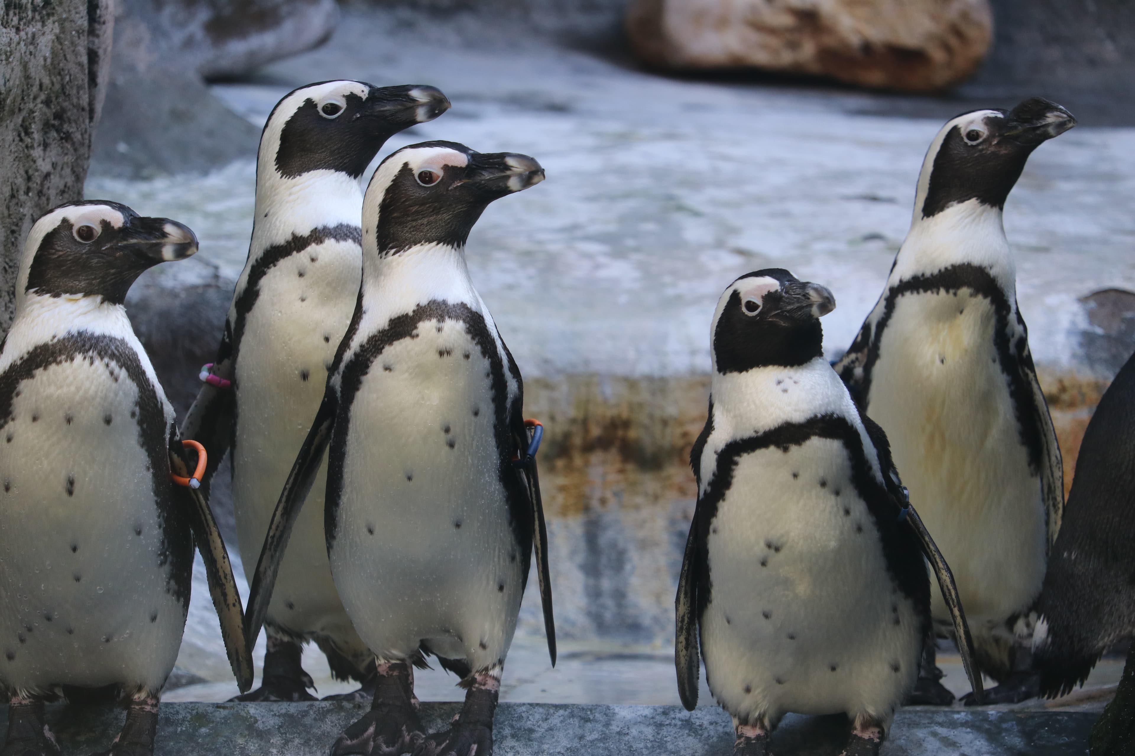 Aquazoo Loebbecke Museum