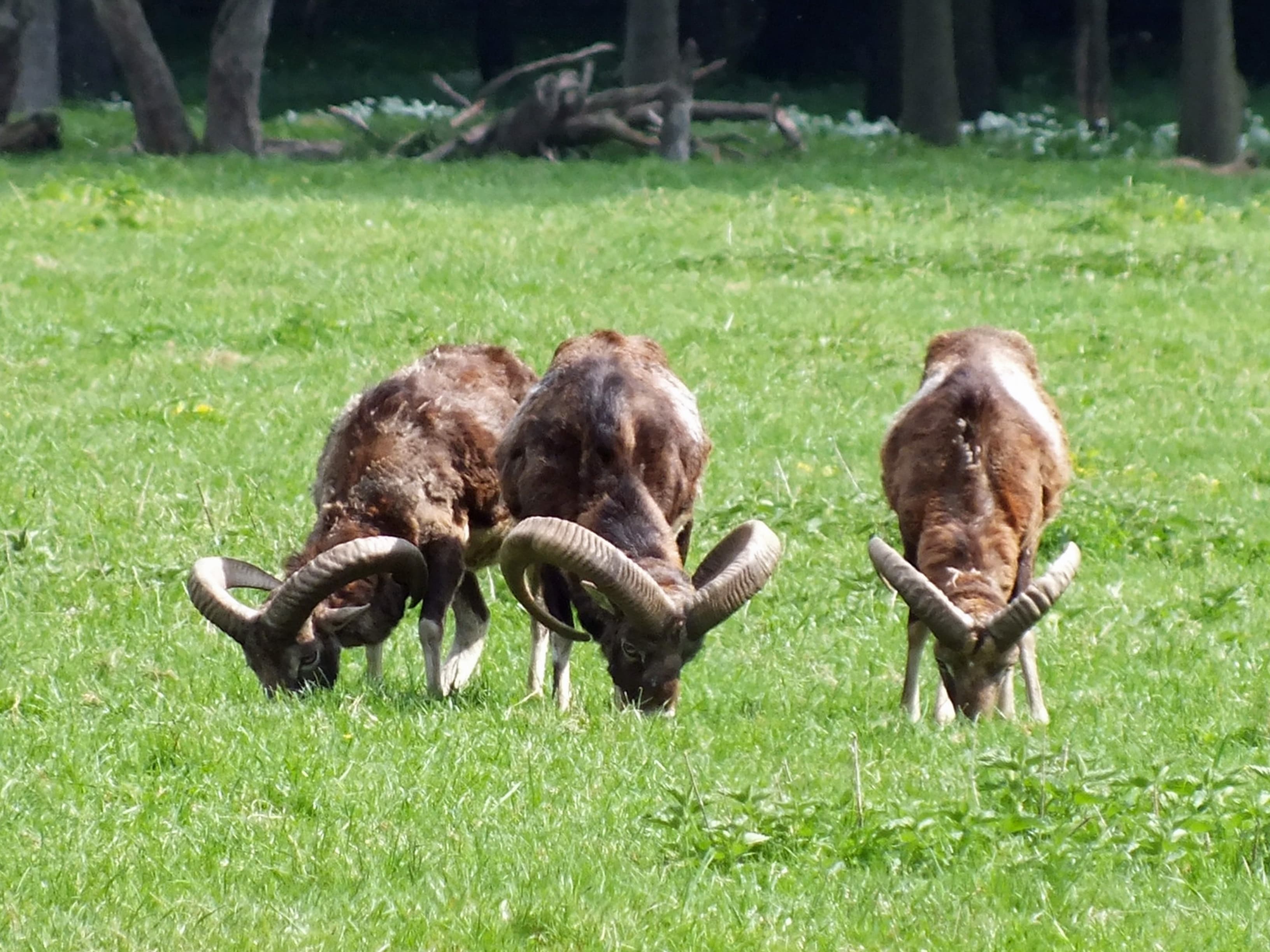 Wildpark Leipzig