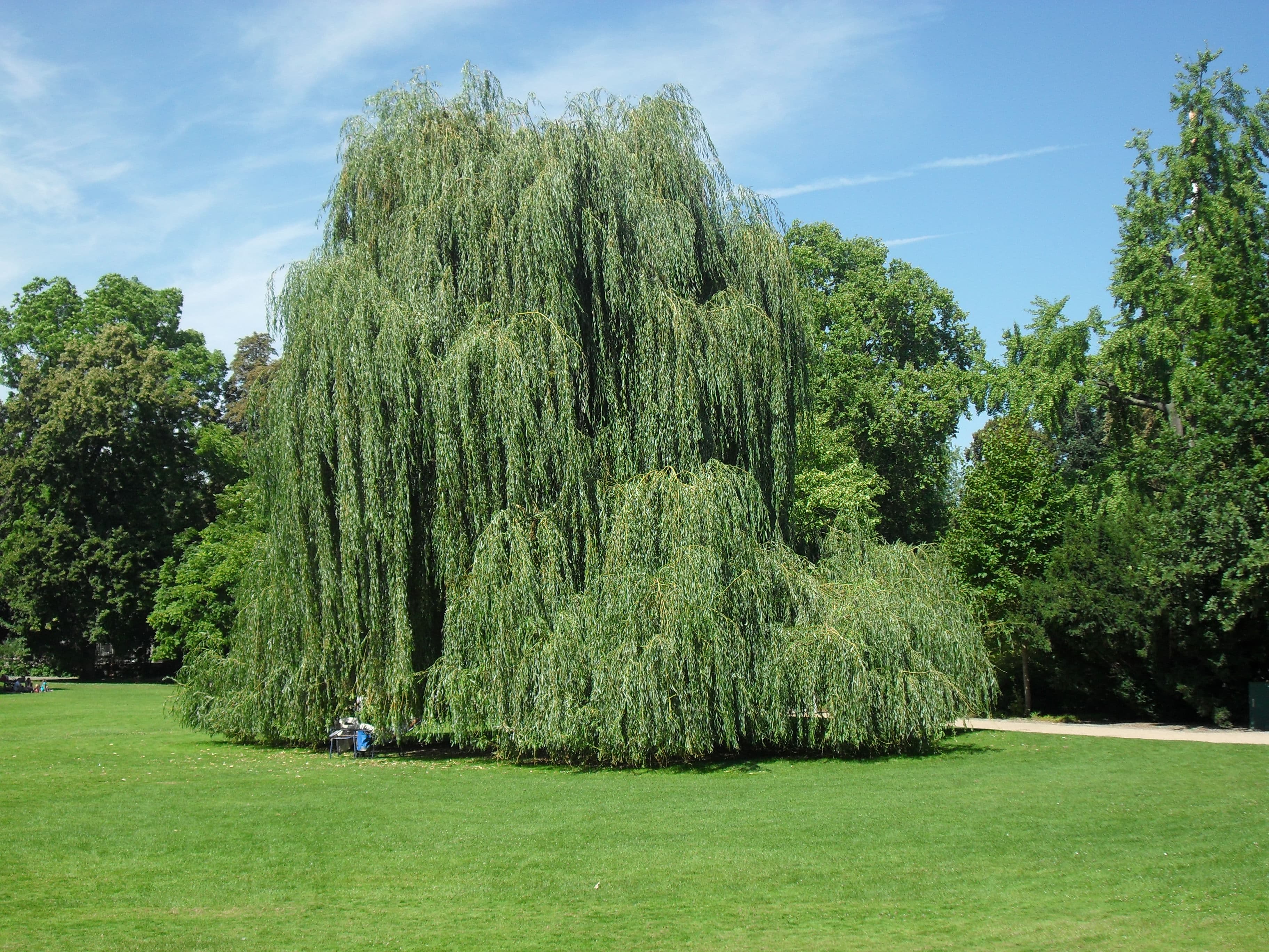 Luisenpark